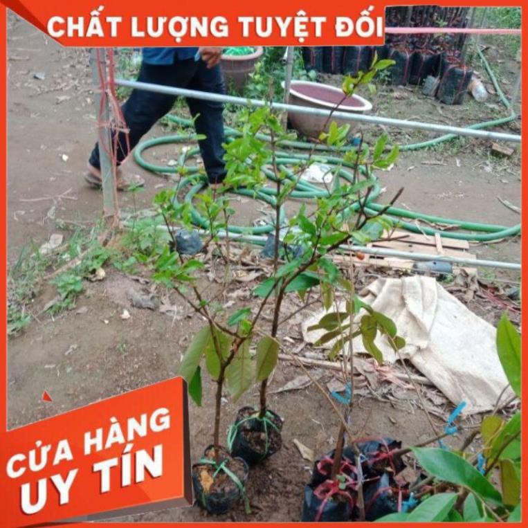 cây lựu  đỏ ấn độ - ai cập  nhập  khẩu  100% chuẩn F1