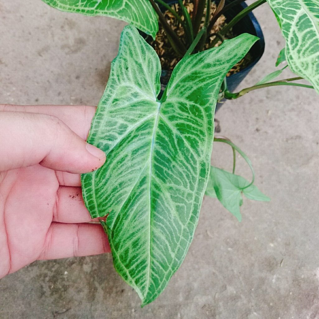 Cây Trầu Bà Thái - cây cảnh để bàn