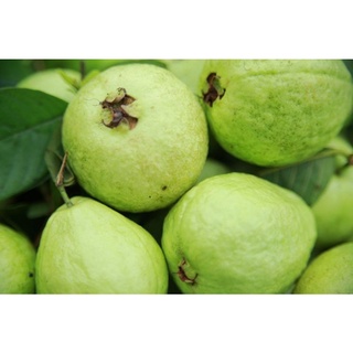 Cây giống ổi bo siêu sớm (cây tốt)