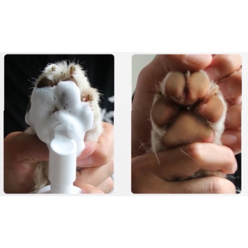 Vệ Sinh Bàn Chân Cho Chó Mèo