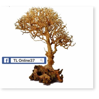 Lũa bonsai đồng giá 89K - [ Xưởng Thủy Sinh TS Online37 ]