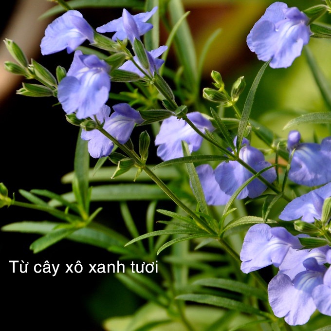 Bó Xô Thơm Xanh  đốt thơm nhà cửa, thanh tẩy và thu hút may mắn