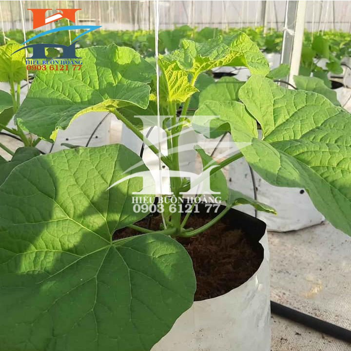 Sợi se nông nghiệp, dây treo dưa lưới, đan giàn dây leo