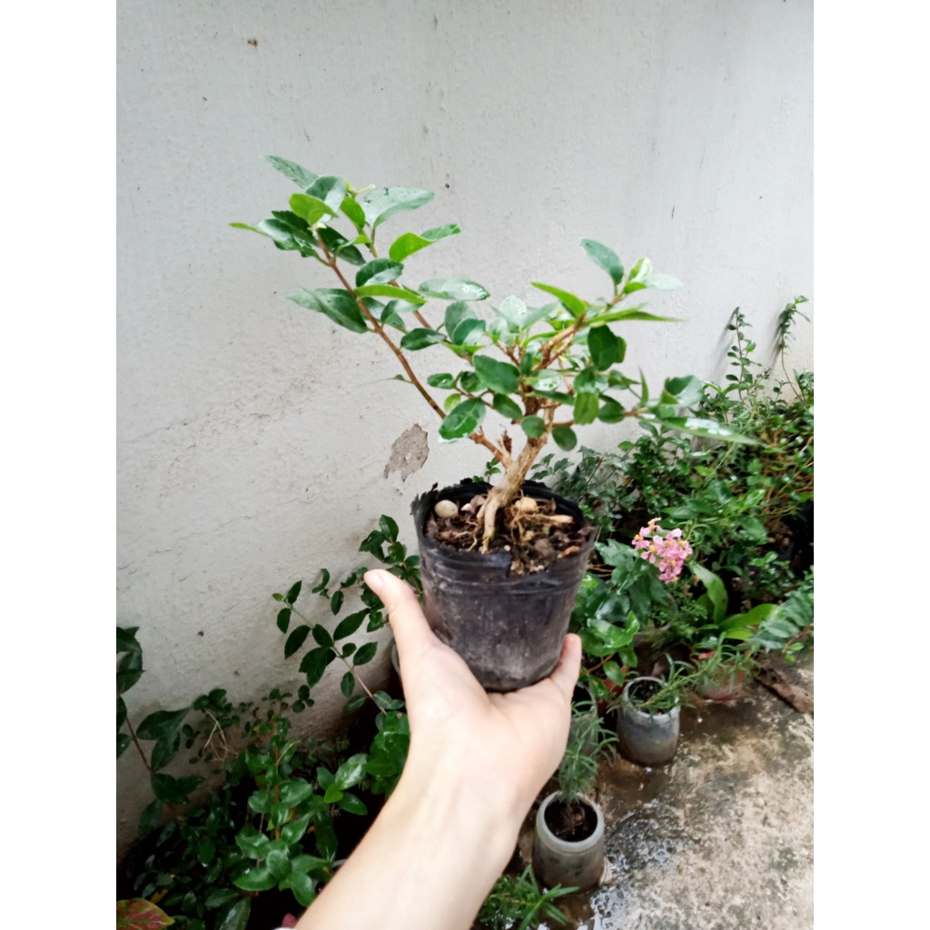 Cây cảnh bonsai mini để bàn, terrarium [Linh Sam và Sam Hương] - NeyuhGarden
