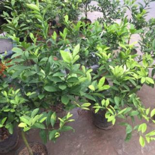 CHANH TỨ QUÝ  SẴN QUẢ