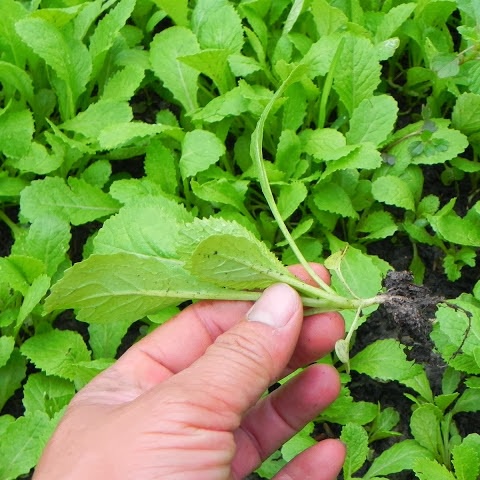 Hạt Giống Cải Bẹ Xanh ( cải canh ) Dễ Trồng, Trẻ Lâu, Ăn Non gói 20gr