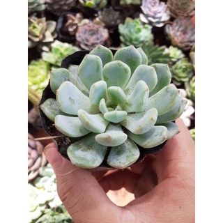 Sen đá ruby trắng