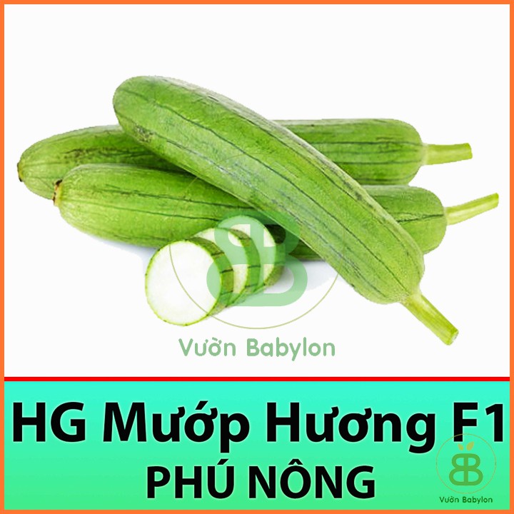 Hạt Giống Mướp Hương F1 Dễ Trồng, Sai Trái