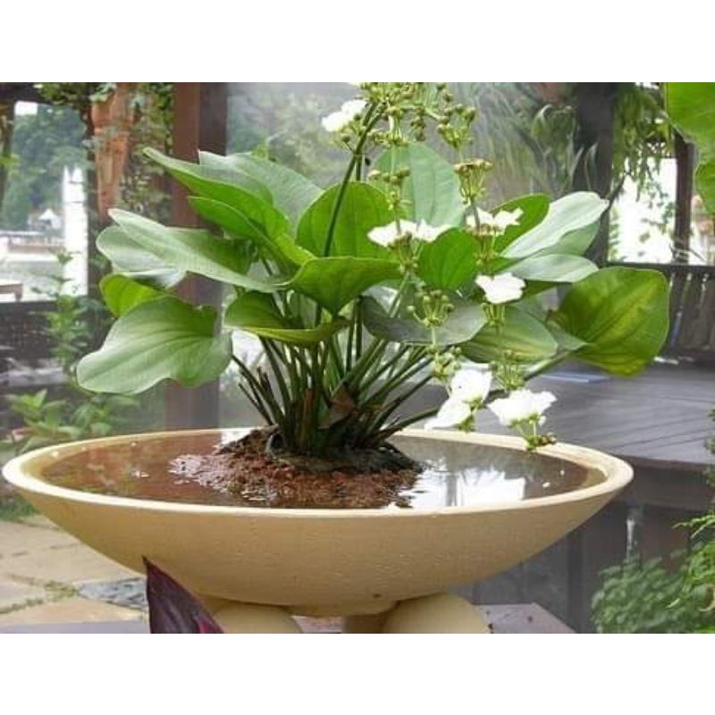 Bách thuỷ tiên bạch tuyết, thủy sinh phụ kiện bể cá