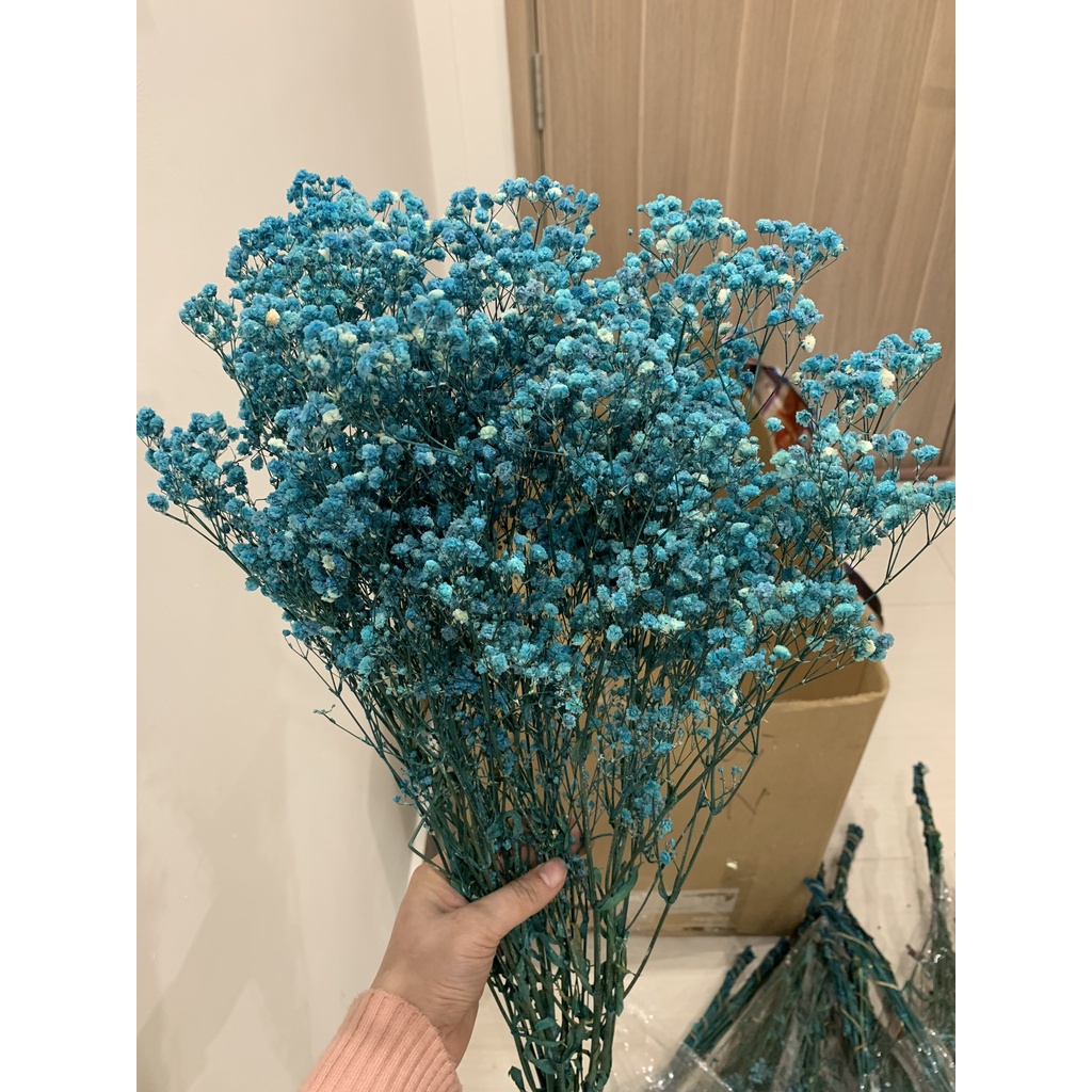 Hoa Baby Khô - Quà Tặng Hoa Khô, Decor Trang Trí