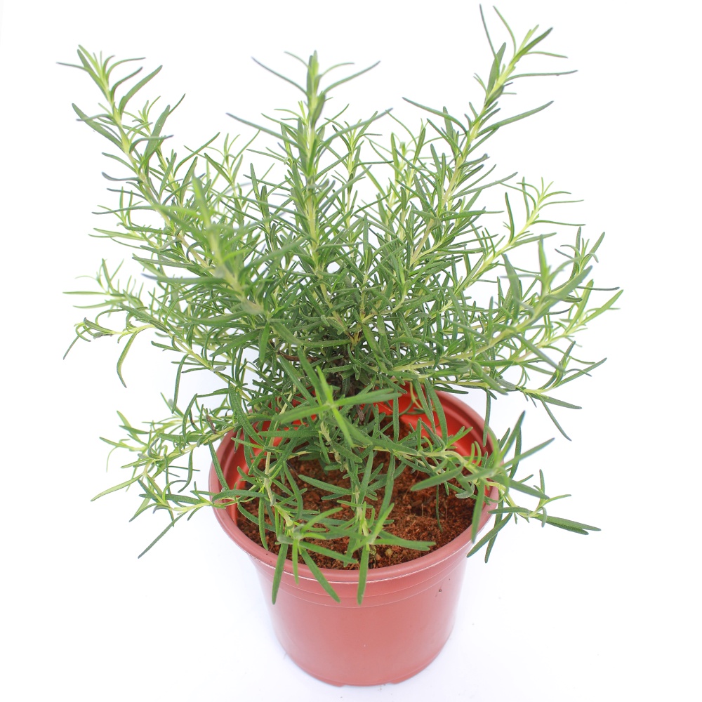 CÂY HƯƠNG THẢO (Rosemary)