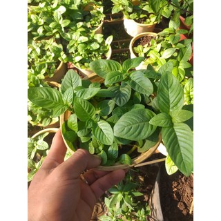 cây xá xị lớn