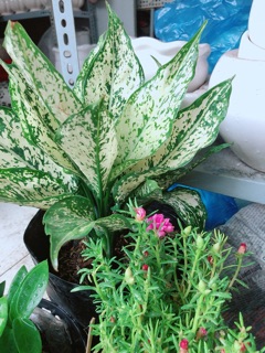 Ngọc ngân size lớn