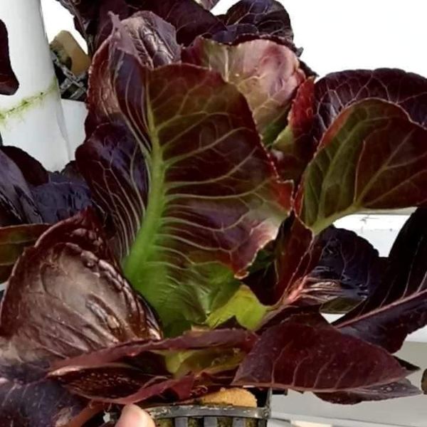 HẠT GIỐNG XÀ LÁCH ROMAINE TÍM GÓI 5GRAM