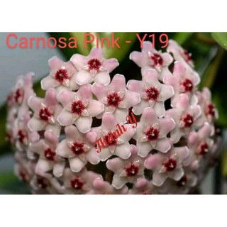 Cẩm cù cây giống cho hoa như hình - số 19