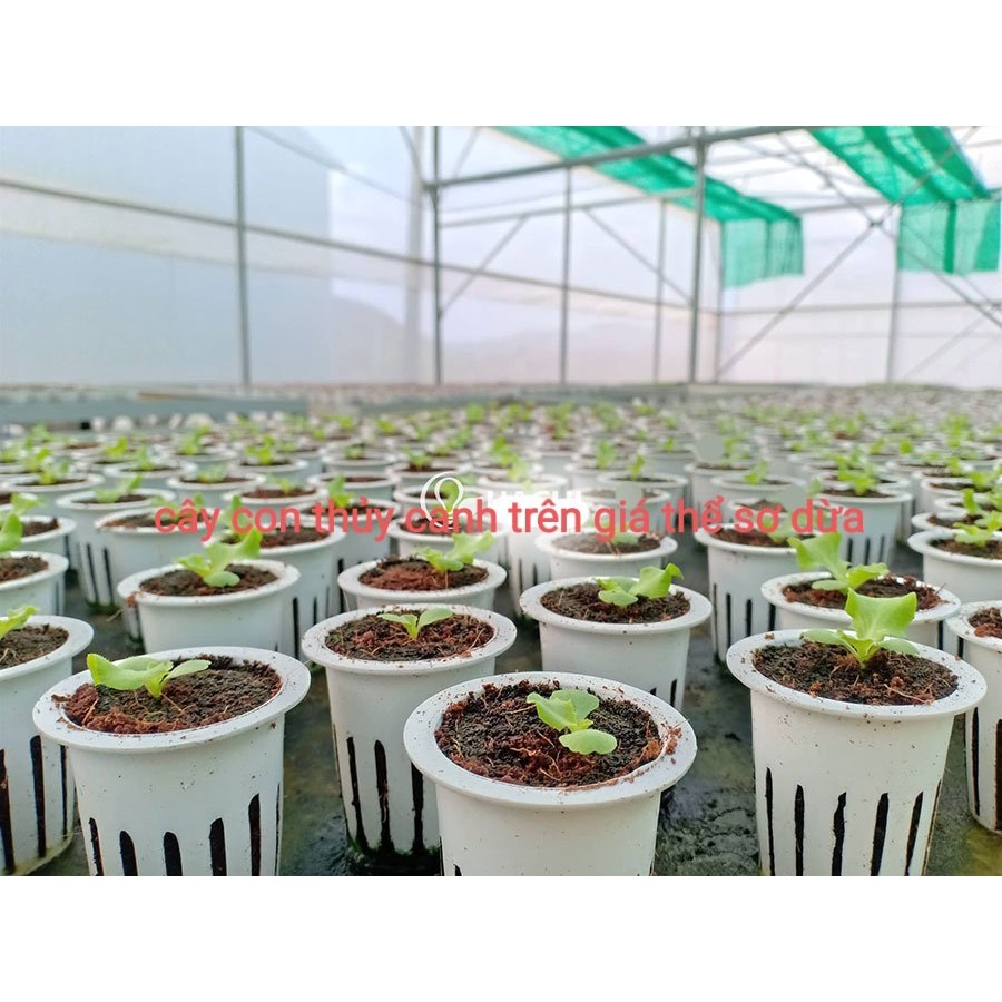 04 viên Xơ dừa nén qua xử lý  - ươm cây con, trộn đất, trồng rau mầm