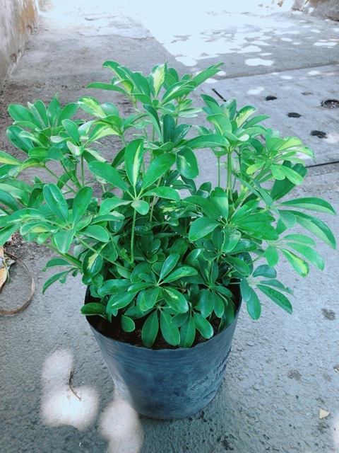 Chậu ngũ gia bì size đại