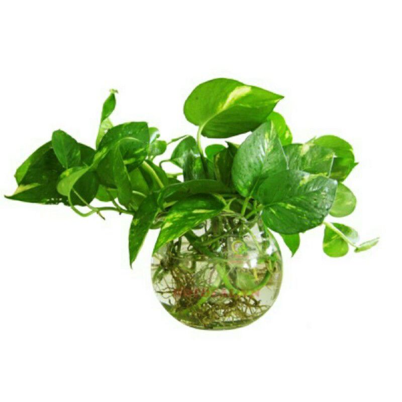 Trầu bà đốm vàng(nhánh dài 30_40cm có dễ)