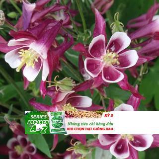 Hạt Giống Hoa Lan Chuông (Bồ Câu) 50 Hạt
