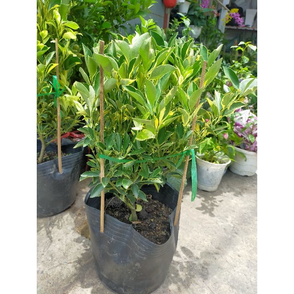 Cây tắc cẩm thạch đang trái - cây đẹp phong thủy tốt - trái ăn được - cây cao 60-70cm {hình thật} - giao hỏa tốc hcm