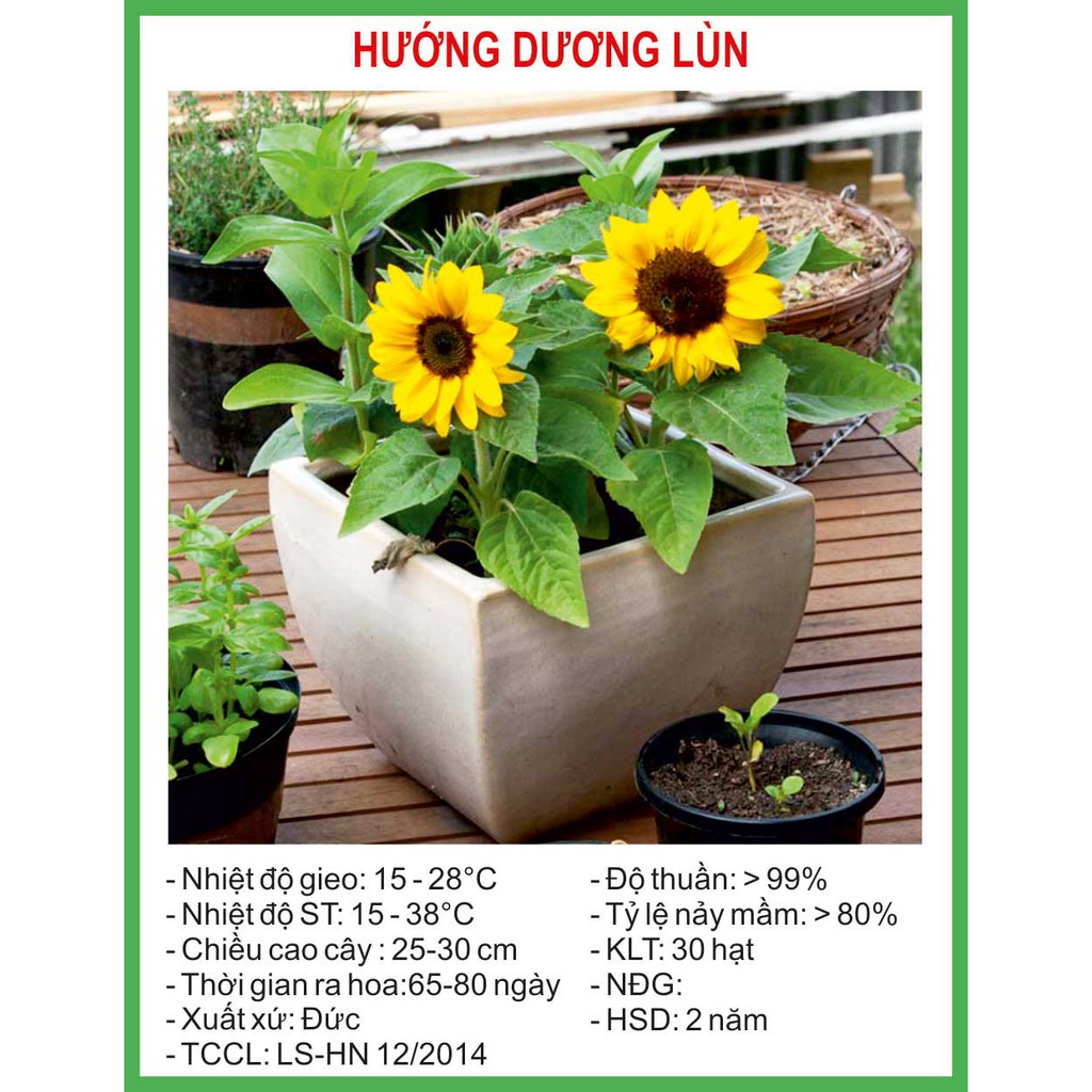 Hạt Giống Hoa Hướng Dương Lùn 30 Hạt