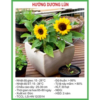 Hạt Giống Hoa Hướng Dương Lùn 30 Hạt