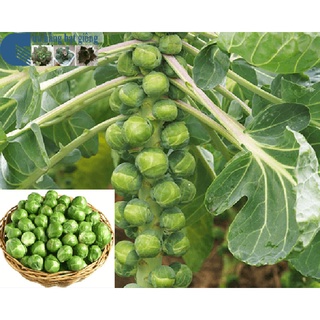 Hạt giống Bắp cải tí hon