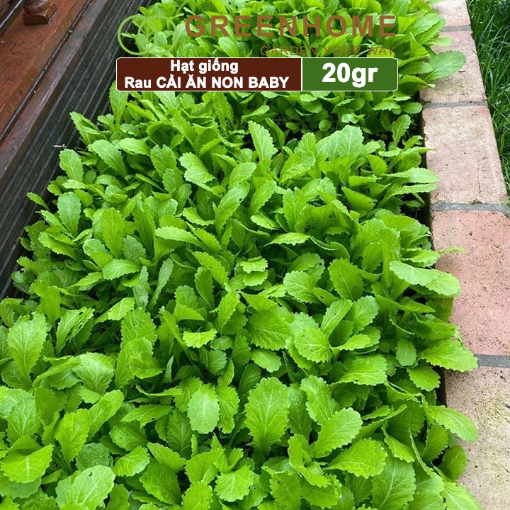 Hạt giống rau Cải ăn non Greenhome, gói 20g, dễ trồng, thu hoạch nhanh R05