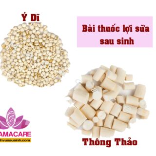 thông thảo LỢI SỮA 5 lần sắc uống