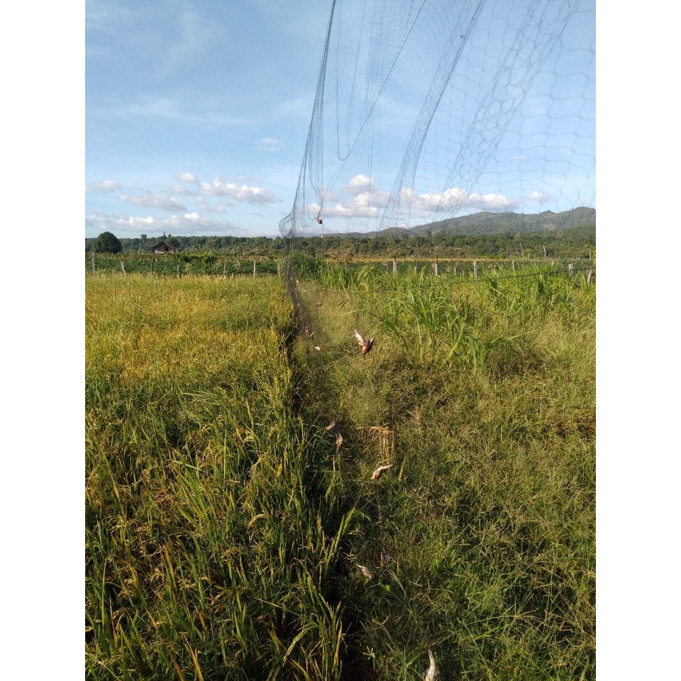 Lưới Đấu Mắt lỗ 5 phân - CƯỚC THÁI TÀN HÌNH đánh chào mào, trảo,cu gáy ,..vv