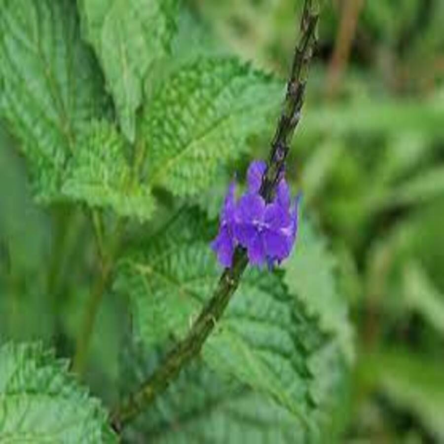 Cây đuôi chuột tươi 1kg