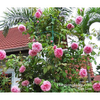 [HÀNG CHÍNH HÃNG] Hạt Giống Hoa Hồng Leo Pháp