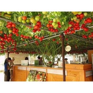 Cà Chua Bạch Tuộc ( Cà chua leo giàn) 04 hạt