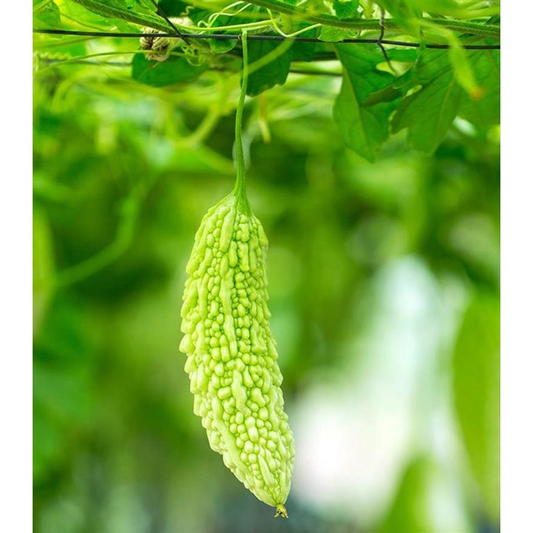 Hạt giống mướp đắng cao sản