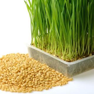 Hạt giống - Hạt giống cỏ lúa mì Cỏ lúa mì Cỏ lúa mì - NHẬP KHẨU 100h