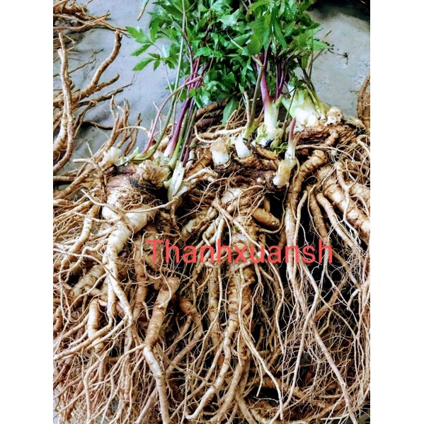 1kg Sâm đương quy tươi Sìn Hồ - Lai Châu (2 củ/1kg)
