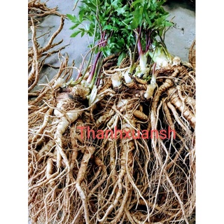 1kg Sâm đương quy tươi Sìn Hồ - Lai Châu