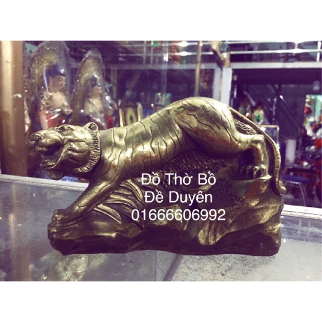 Hổ đồng size nhỏ