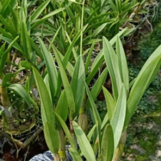 Hoa lan dendro nắng lá trúc đang nụ