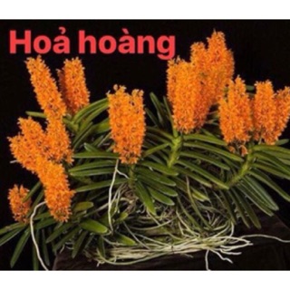 Hỏa hoàng cam 10 cây 100k