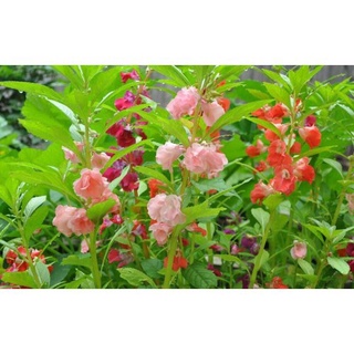 Hoa móng tay nhiều màu - gói 1 gram