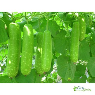 10 hạt giống bầu sao xtra