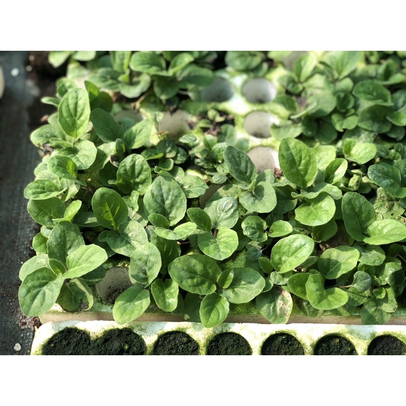 Cây giống đồng tiền lùn siêu nụ
