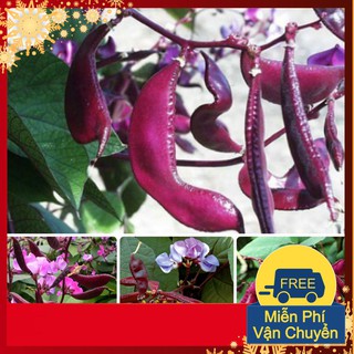 Hạt Giống Đậu Ván Tím