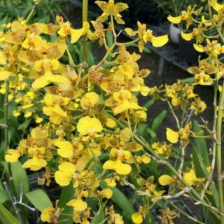 Vũ nữ mật ngọt giống