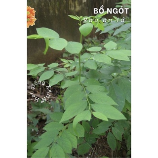 Hạt giống rau lá bồ ngót gói 1gr