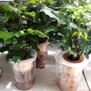 Hạnh phúc thủy sinh để bàn