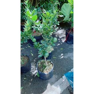 Cây Quýt Nhật