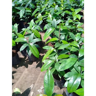 Cây măng cụt Bến Tre