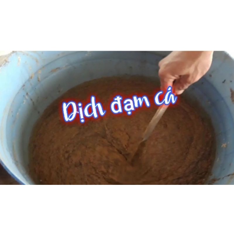 Men vi sinh ủ đạm cá